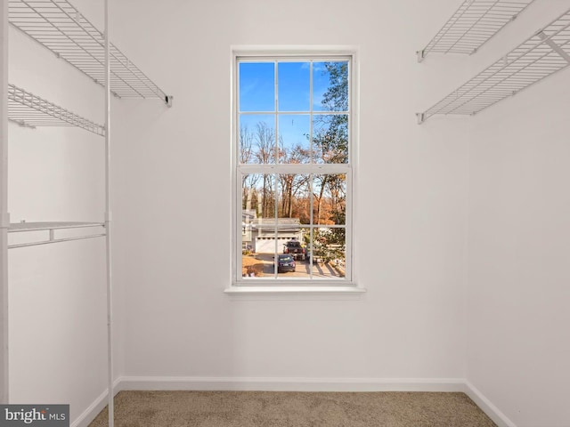 spacious closet featuring carpet flooring