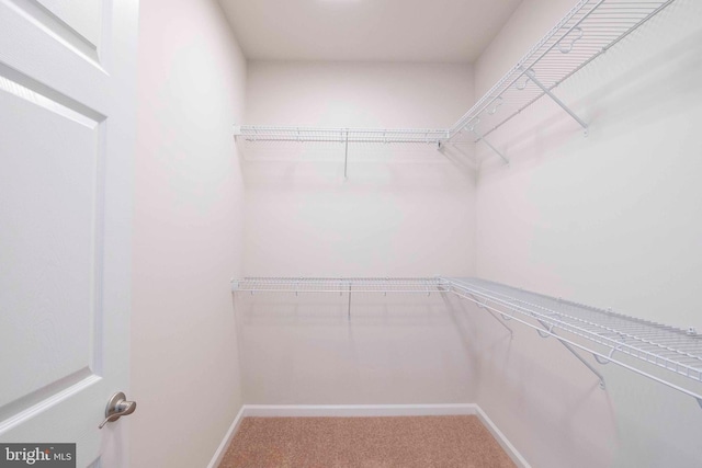 spacious closet featuring carpet