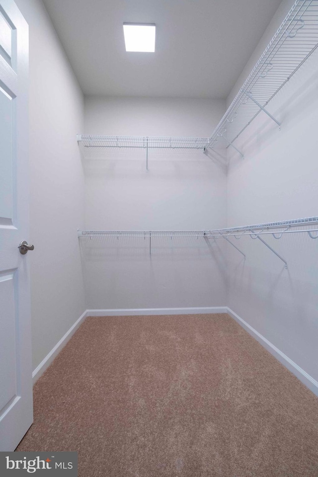 spacious closet with carpet floors