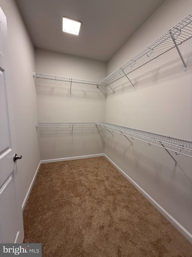 walk in closet with carpet floors