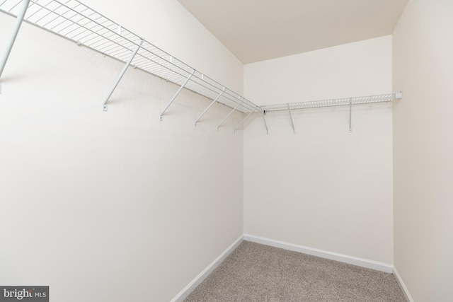 spacious closet with carpet