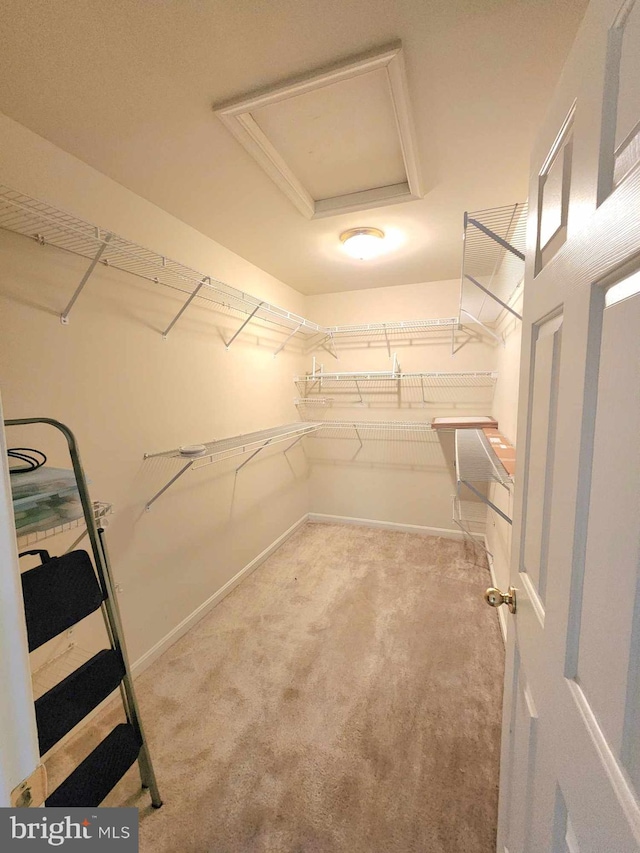 spacious closet with carpet