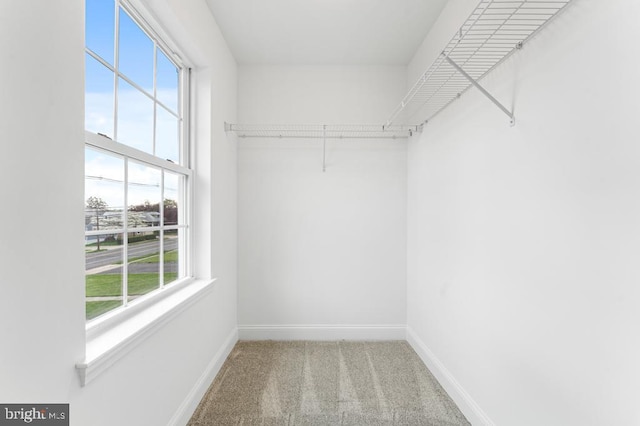 spacious closet with carpet floors