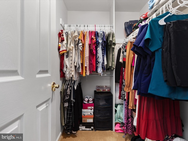 spacious closet featuring carpet flooring