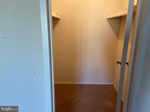 spacious closet featuring carpet flooring