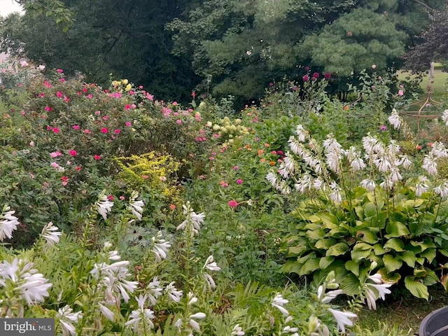 view of local wilderness