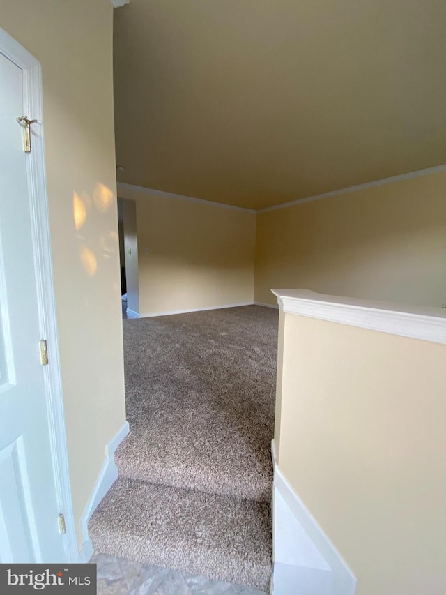 stairs featuring carpet flooring