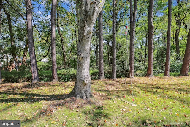 view of local wilderness