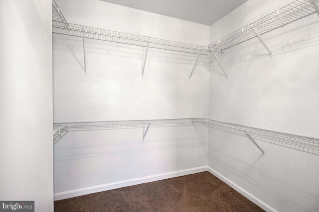 walk in closet featuring carpet floors