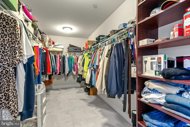 walk in closet with carpet floors