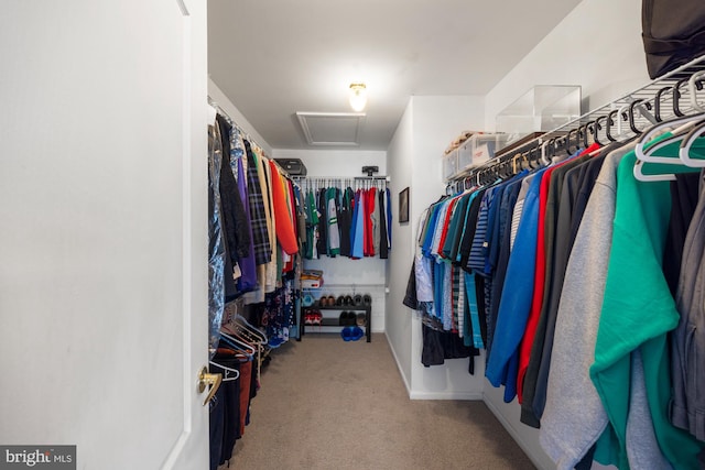 spacious closet featuring carpet