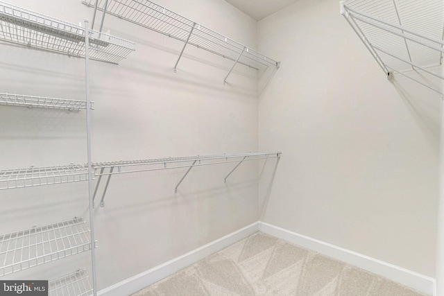 walk in closet featuring carpet flooring