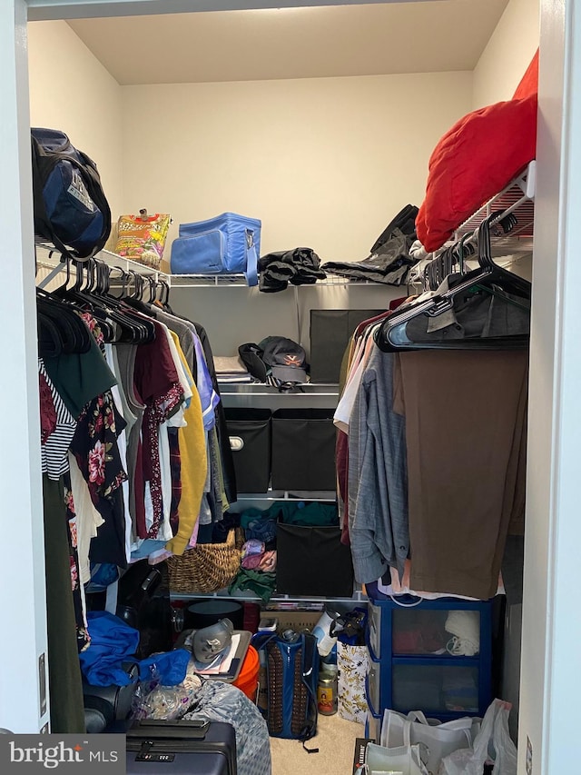 walk in closet featuring carpet flooring