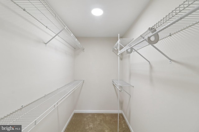 spacious closet featuring carpet flooring