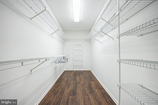 spacious closet featuring dark hardwood / wood-style flooring