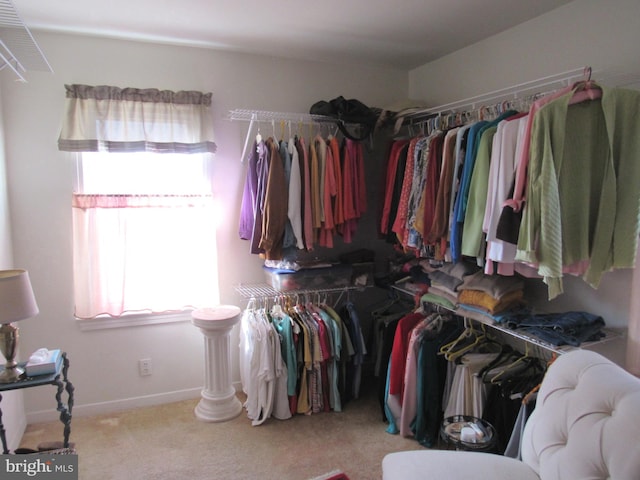 walk in closet featuring carpet flooring