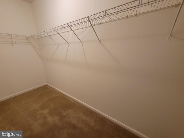 walk in closet featuring carpet flooring