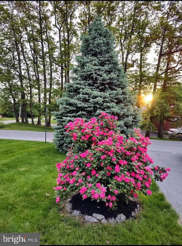 view of home's community with a yard