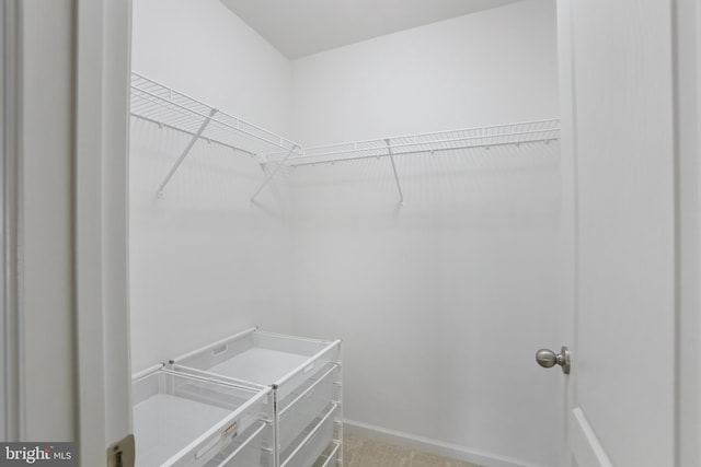 spacious closet featuring carpet flooring