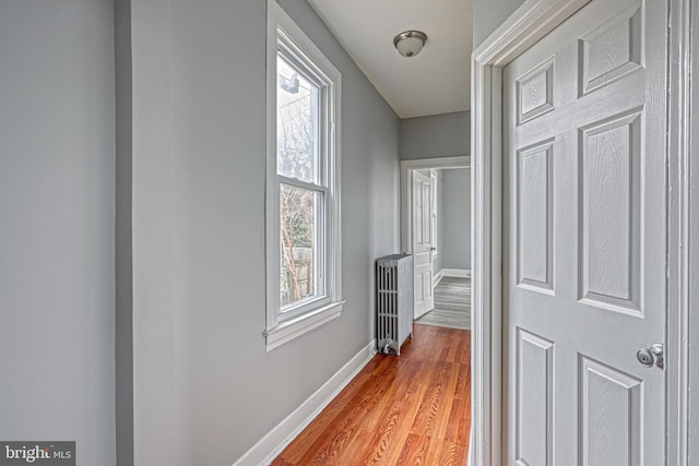 corridor with a wealth of natural light, light hardwood / wood-style flooring, and radiator