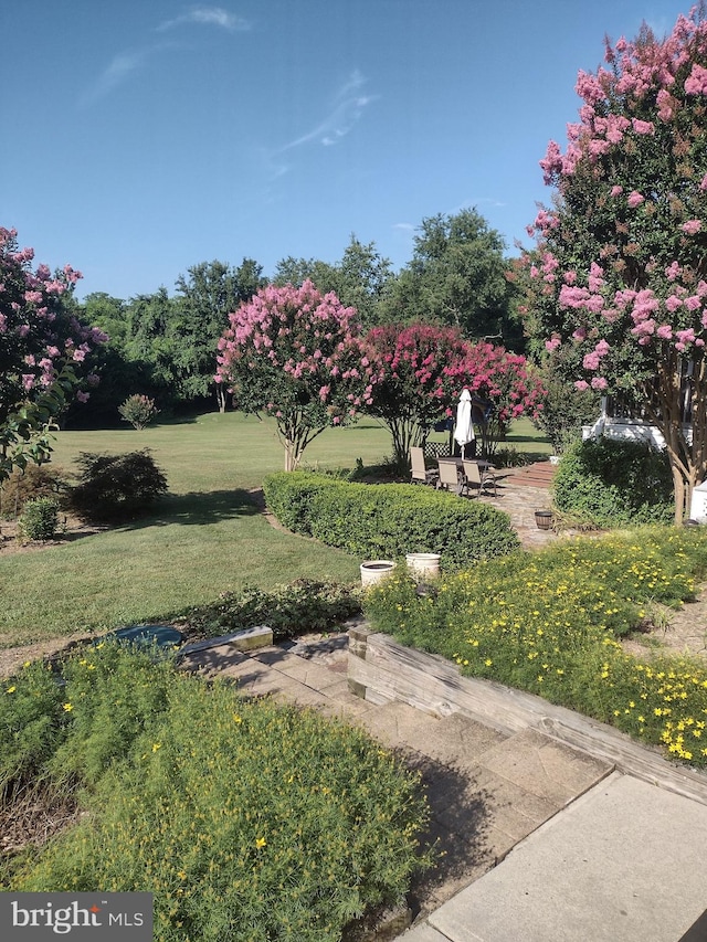 view of yard with a patio area