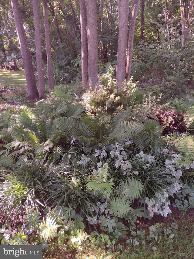 view of local wilderness