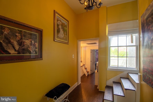 hallway with dark hardwood / wood-style floors, a wealth of natural light, and a notable chandelier