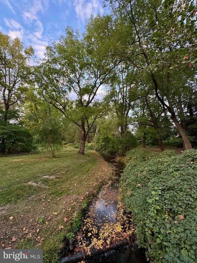 view of local wilderness