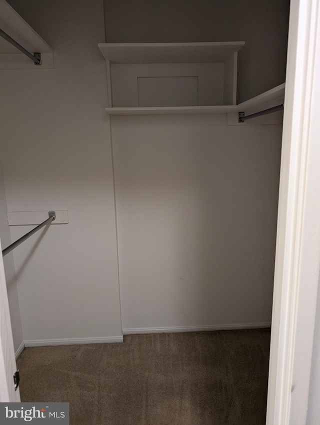 walk in closet featuring carpet