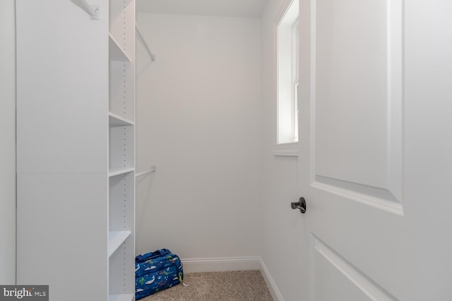 walk in closet featuring carpet floors