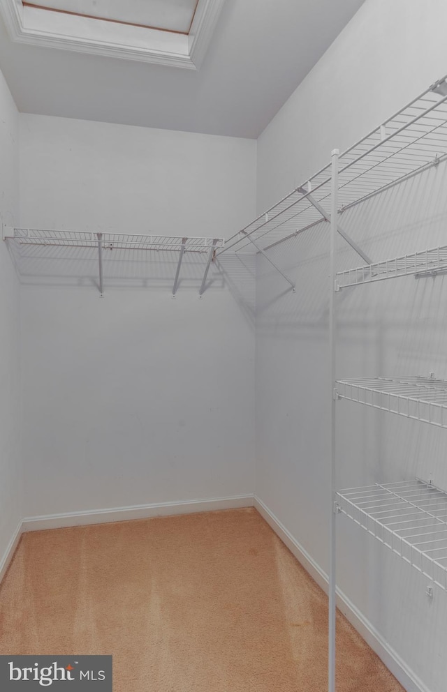 walk in closet featuring carpet flooring