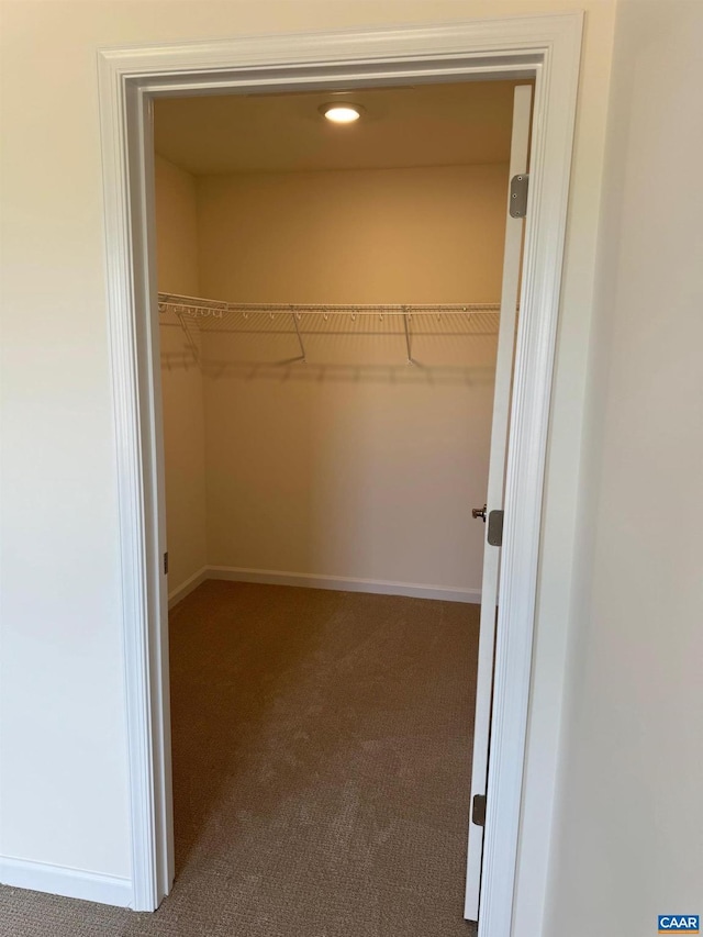 walk in closet featuring carpet flooring