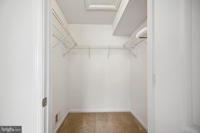 walk in closet with carpet floors