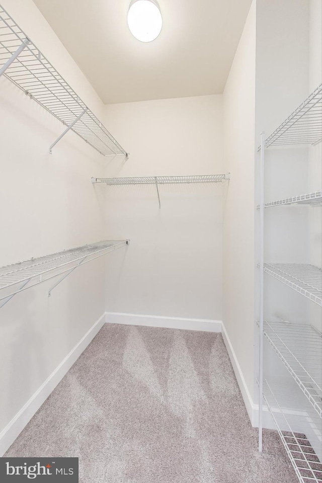 walk in closet with carpet flooring