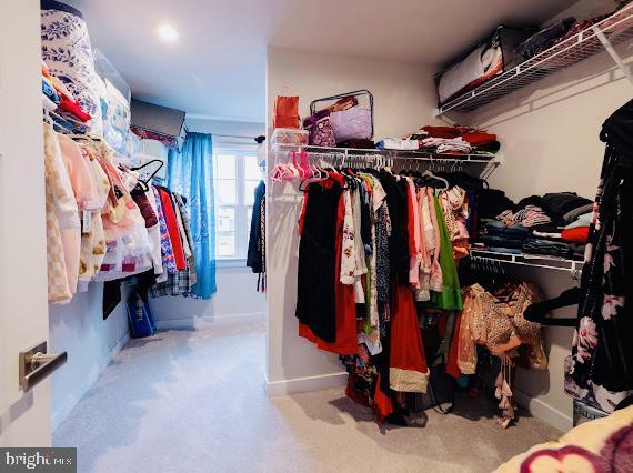 walk in closet with carpet floors