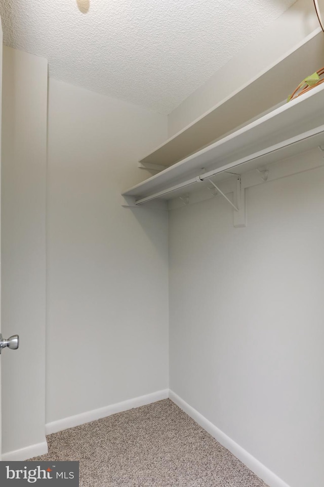 walk in closet featuring carpet flooring