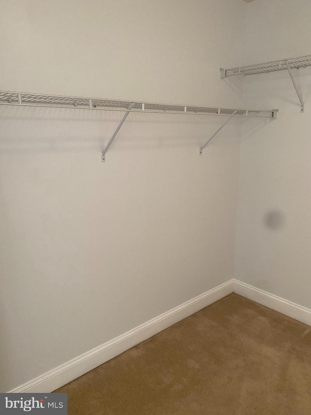 walk in closet with carpet flooring