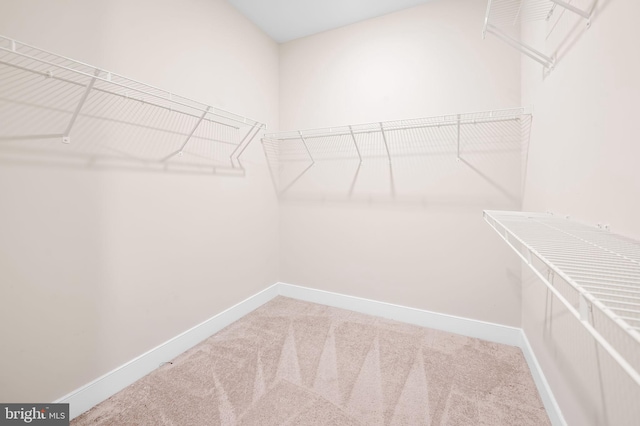 walk in closet featuring carpet floors