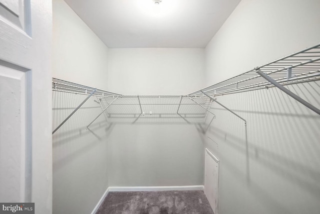 spacious closet featuring carpet flooring