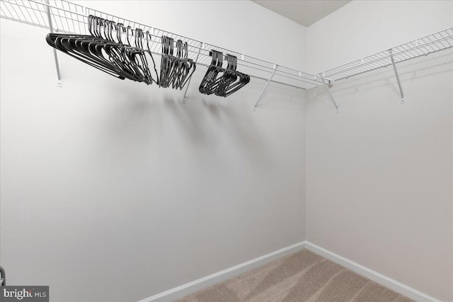 walk in closet with carpet flooring