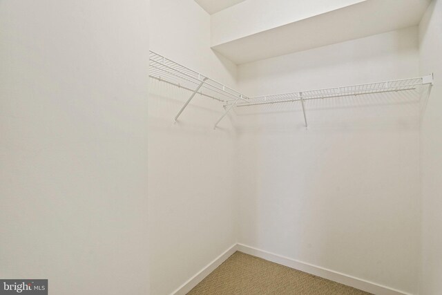 spacious closet with carpet