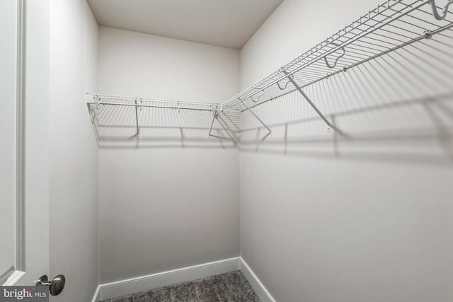 walk in closet with carpet flooring