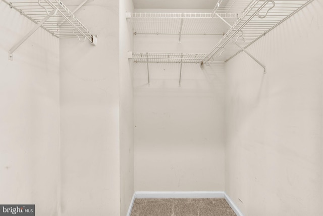 spacious closet featuring carpet flooring