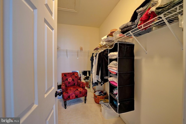 spacious closet featuring carpet