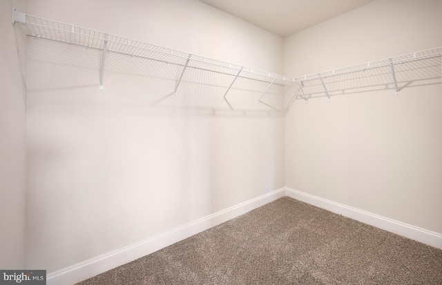 spacious closet with carpet floors