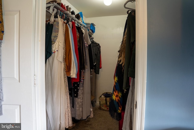 walk in closet featuring carpet floors