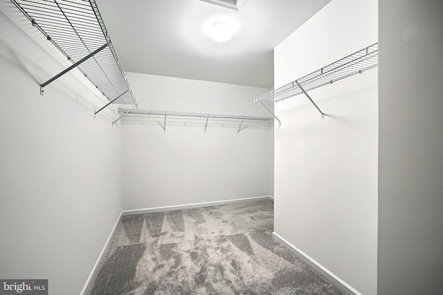 walk in closet with carpet