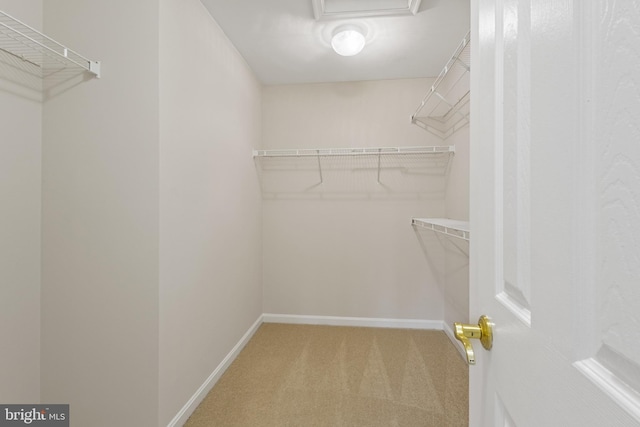 walk in closet featuring carpet floors