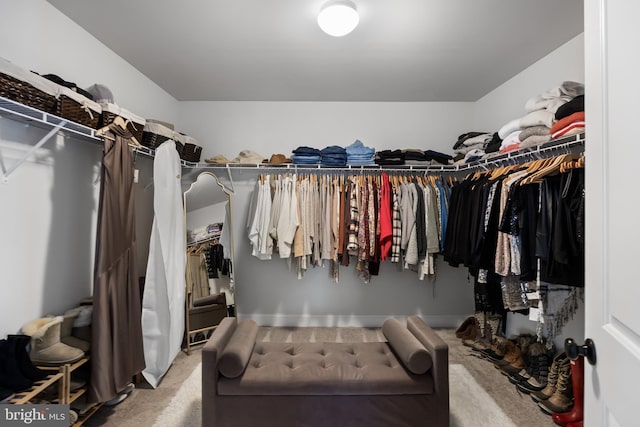 walk in closet with carpet floors