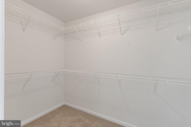 walk in closet with carpet